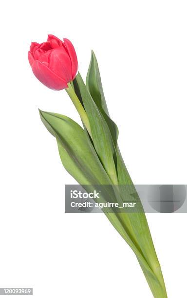 Rote Tulpe Stockfoto und mehr Bilder von Blatt - Pflanzenbestandteile - Blatt - Pflanzenbestandteile, Blume, Blütenblatt