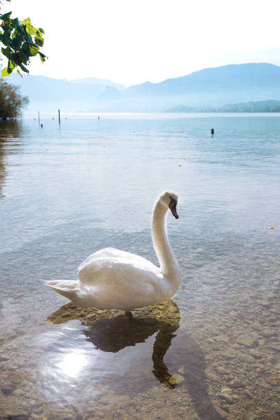 istock swan on a mountain lake Traunsee. Austria