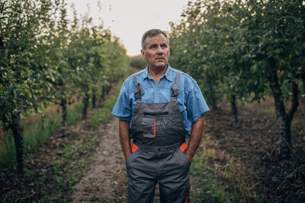 istock Farmer standing on the plum orchard 1200939758