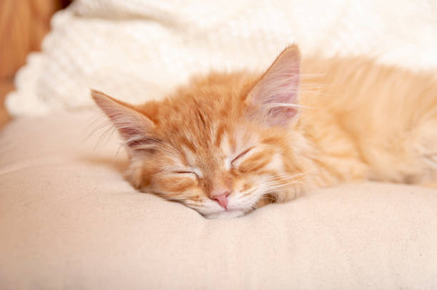 istock Ginger red kitten sleeps on the pouf. Closeup front portrait 1200941521
