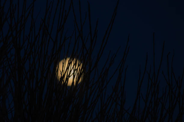 istock Full moon and branches on the dark sky background 1200941963