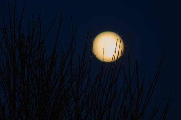 istock Full moon and branches on the dark sky background 1200941999