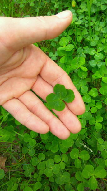 istock Green four leaf clover on a hand. Lucky clover. Make a wish. Top view 1200943237