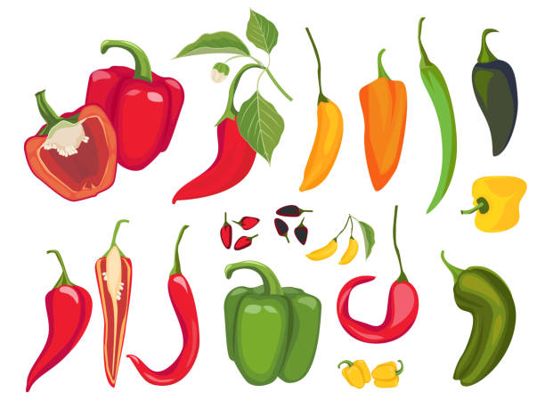 ilustraciones, imágenes clip art, dibujos animados e iconos de stock de pimientos. chile mexicano fresco comida vegetariana especias pimentón cayena productos exóticos vector - pepper