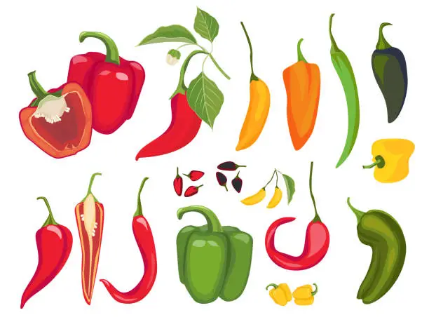 Vector illustration of Hot peppers. Mexican chile fresh vegetarian food spices paprika cayenne exotic products vector