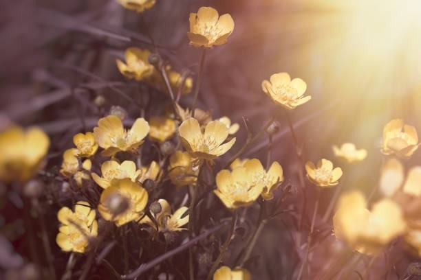 istock Buttercup flower in meadow lit by sunrays (sunbeams) 1200943551
