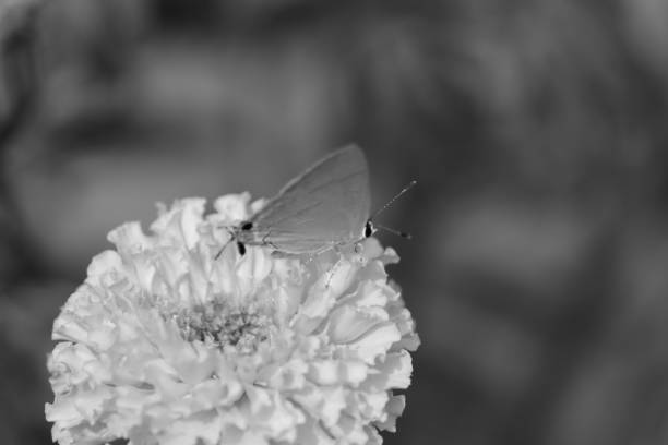 istock butterfly-insect with monochrome photography 1200944039
