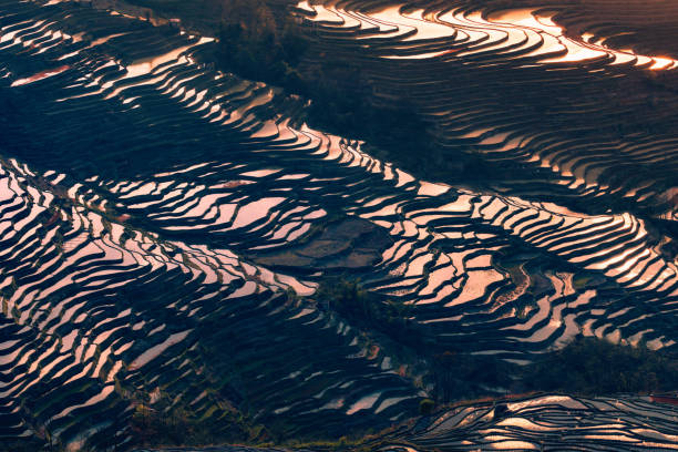 istock Hani Terraced rice fields of YuanYang, China during the golden hour. 1200944105