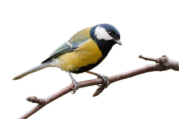 istock Great tit sitting on a twig in garden isolated on white background. 1200944395