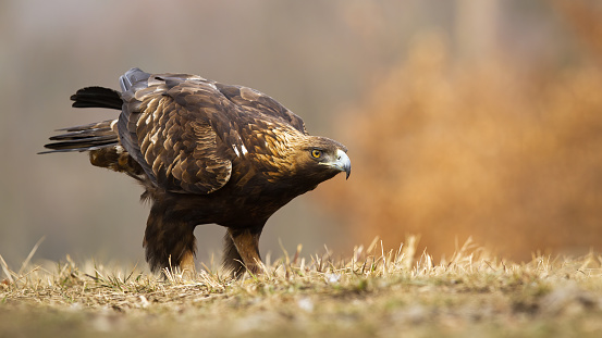 Golden eagle, aquila chrysaetos, sitting on a meadow with short grass in autumn with blurred orange leaves in background with copy space. Wild bird of prey in nature.