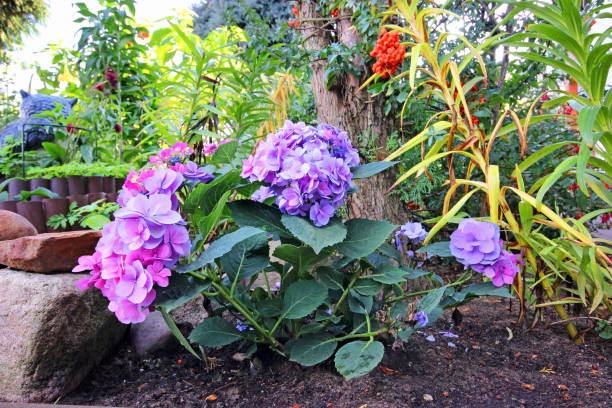 Beautiful hydrangea flowers in the garden. stock photo