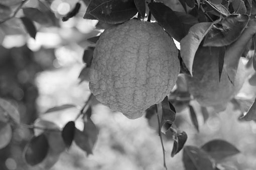 lime fruit on the monochrome background