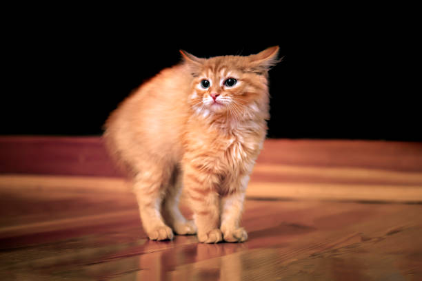 Little red kitten raised its back angrily. Redhead cat fears and defends.