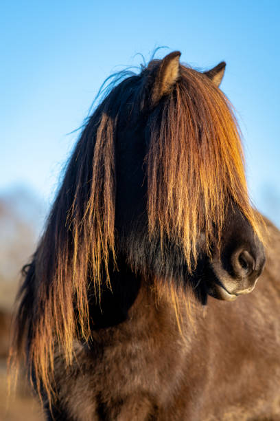 istock Brown Icelandic horse with long mane glowing in sunlight 1200946444