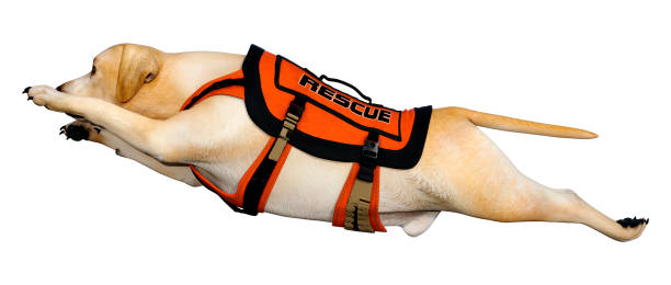 istock 3D illustration labrador rescue dog on white 1200946802