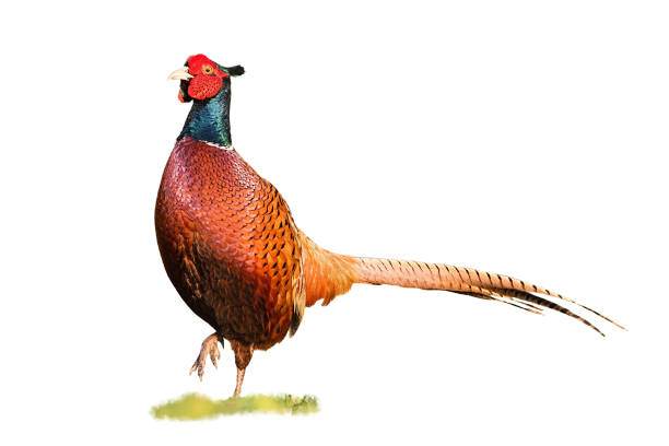 Common ring-necked pheasant, phasianus colchicus, cock walking forward with leg in air isolated on white. Cut out wild animal on a green meadow in nature facing camera.