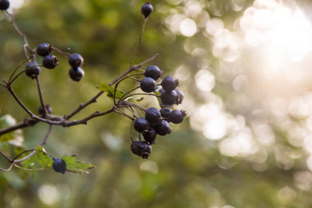 istock Clusters fruit black elderberry in spring garden 1200947698