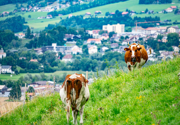 istock 2019 Gruyeres, Switzerland 1200948041