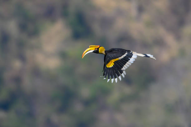 istock Beautiful Great Hornbill flying in nature 1200948179