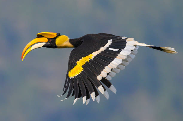 istock Beautiful Great Hornbill flying in nature 1200948234