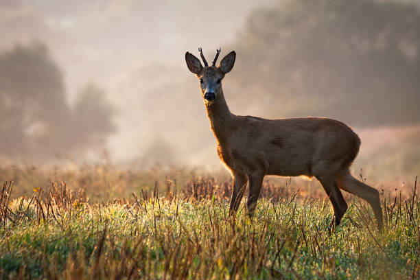 istock Interested roe deer buck watching on a field wet with dew in the morning 1200948500