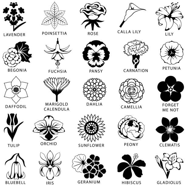 Flowers Icon Set Icon set of 25 common and popular flowers. Single color. Isolated. iris plant stock illustrations