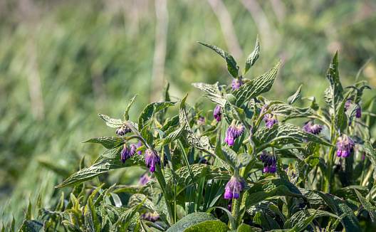 Purple buddding and flowering common comfrey plant in its own natural habitat. Comfrey was used in folk medicine as an alternative medicine. However internal consumption is not recommended nowadays.