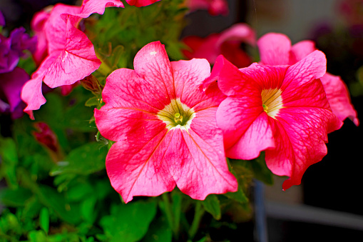 Beautiful pink petunia flower close-up. Pink flower. Colored pink Petunia.