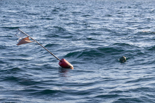 Buoys for lobster pot near the coast in Brittany