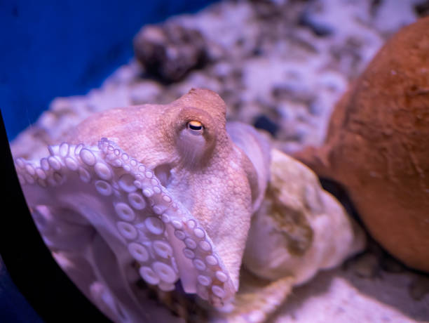 istock octopus in a big italian aquarium 1200949897