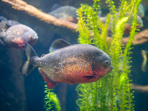 istock coloured piranha in a big aquarium 1200949909