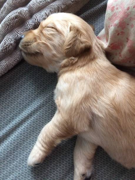 istock Golden Retriever puppy 1200950029
