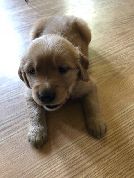 istock Golden Retriever puppy 1200950072
