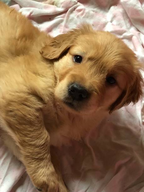 istock Golden Retriever puppy 1200950089