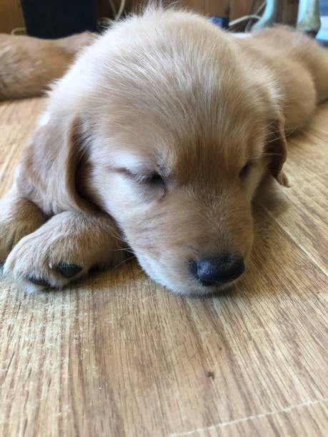 istock Golden Retriever pup 1200950122