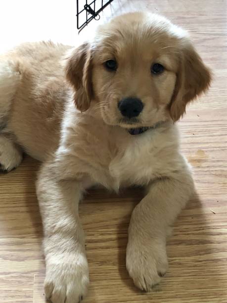 istock Golden Retriever puppy 1200950133