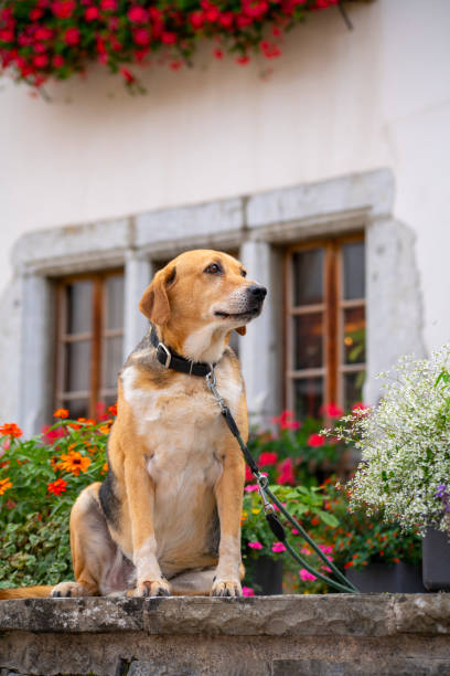 istock 2019 Gruyeres, Switzerland 1200950240