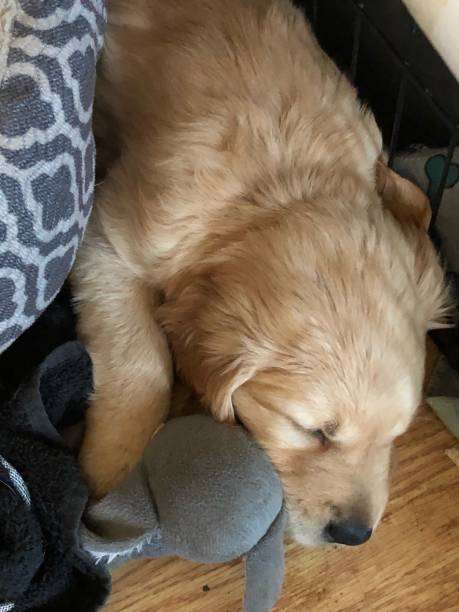 istock Golden Retriever puppy 1200950491