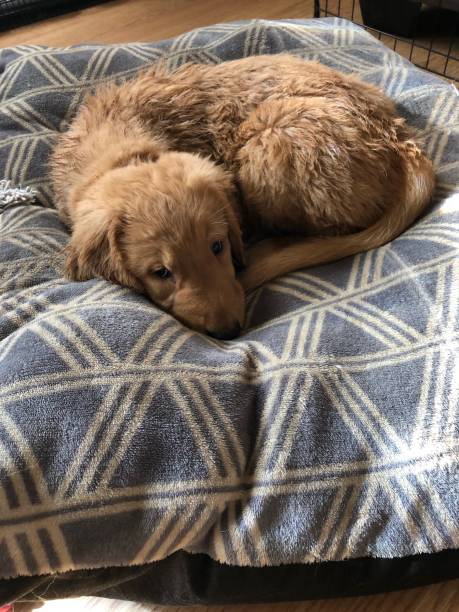 istock Golden Retriever puppy 1200951110