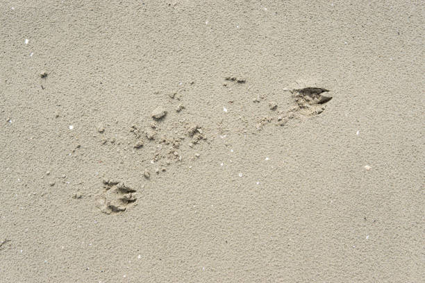 Footprints of dog run on the beach.
