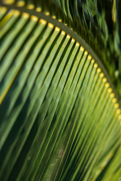 istock close up of coconut palm leaf, tropical trees concept 1200951663