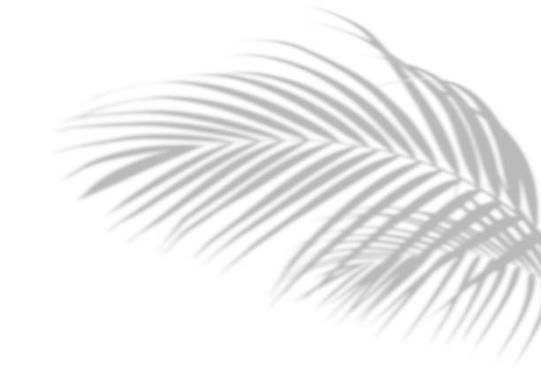 istock Abstract shadow black white palm leaf shadow on a white wall Background. Blank copy space. 1200951763
