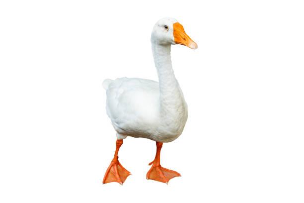 istock White goose isolated on white background. File contains with clipping path so easy to work. 1200951890