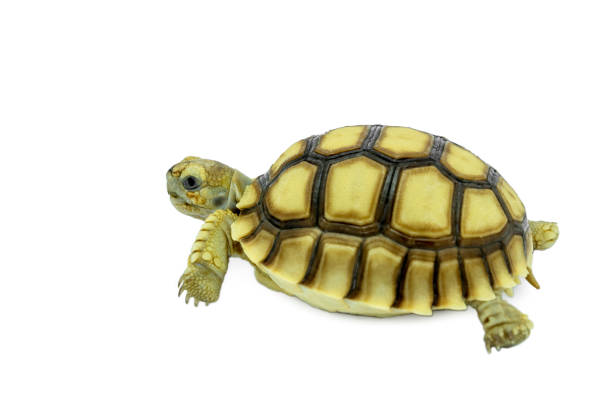 istock Turtle isolated on a white background. File contains with clipping paths so it is easy to work. 1200951898