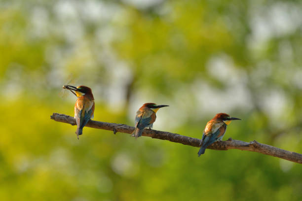 istock European bee-eater (Merops apiaster) in natural habitat 1200952323