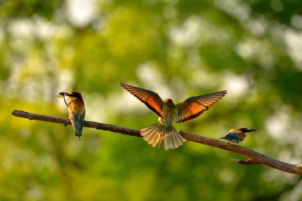 istock European bee-eater (Merops apiaster) in natural habitat 1200952455