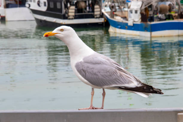 istock Ash gull on the waterfront wharf 1200953137
