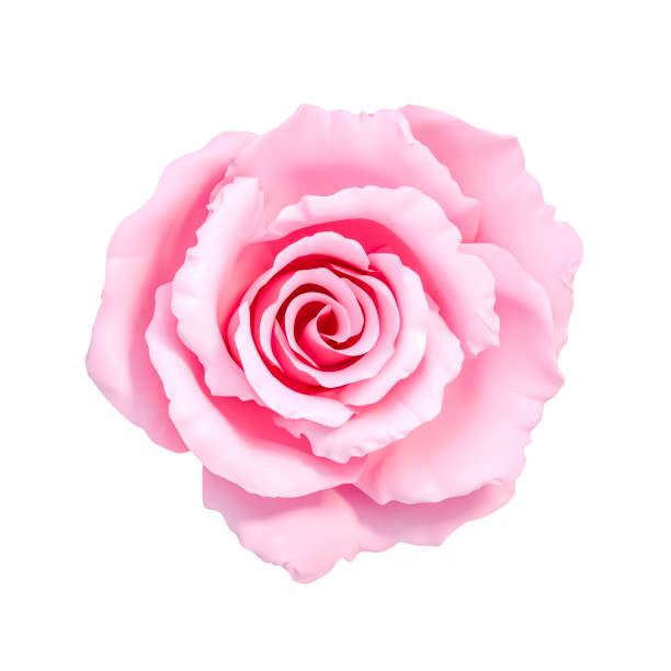 fower head cut out on white background