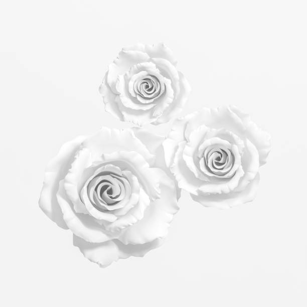 istock White rose flowers isolated on white rose background 3d rendering, top view. 3D illustration pure love and Valentines Day greeting card template minimal concept. 1200954138