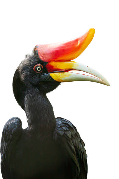 Female Rhinoceros hornbill isolated on white background.